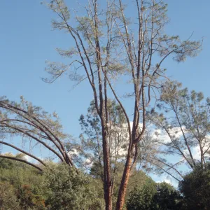 sick arching grey pine, SBBG Meadow