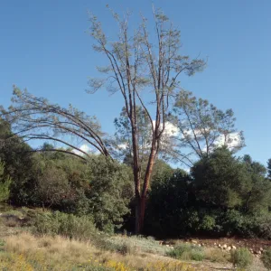 Sick arching grey pine, SBBG Meadow
