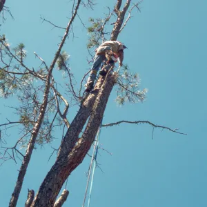 pruning the arching grey pine, SBBG Meadow