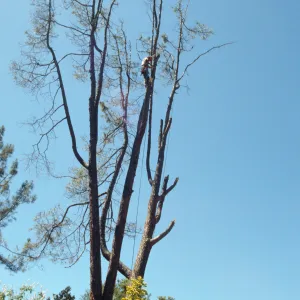 pruning the arching grey pine, SBBG Meadow