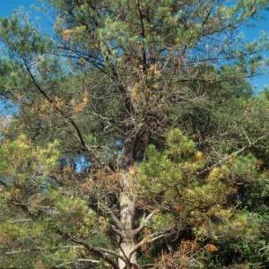 pine at Meadow View