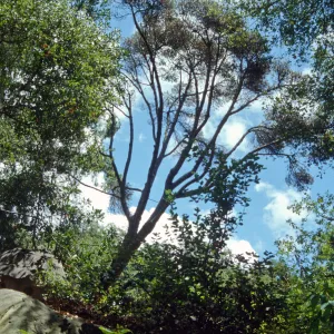 Canyon pine tree