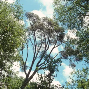 Canyon Pine Tree