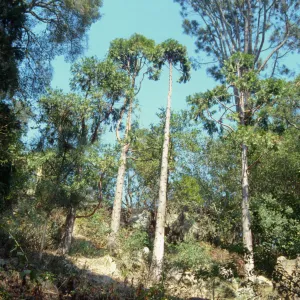  Incense Cedars in Yellow Pine Forest