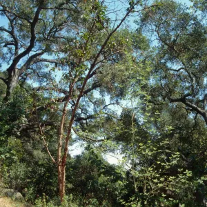 Madrone in Yellow Pine Forest