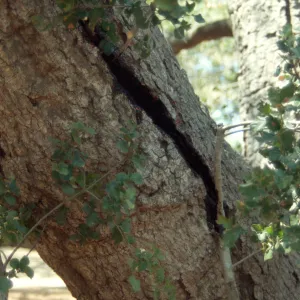 Meadow oak tree â€œapproach graftâ€ (Coastal Live Oak)