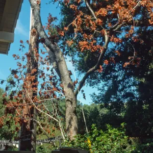 Big leaf maple at herbarium entrance
