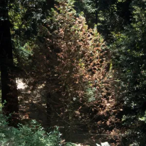 Torreya in redwood section