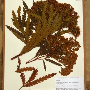 Ironwood herbarium specimen