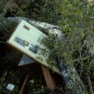 Sign damaged by fallen oak between Herbarium and Cottage
