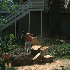 Tree being removed outside kitchen
