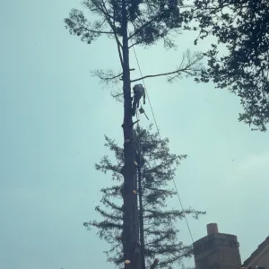 Tree removal near north wing