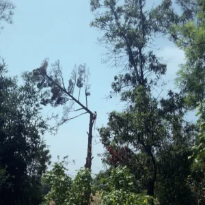 Tree removal near north wing