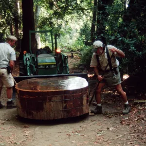 tractor, Dave Kershaw and Geege Osoff moving the redwood cross-section, Redwood Section