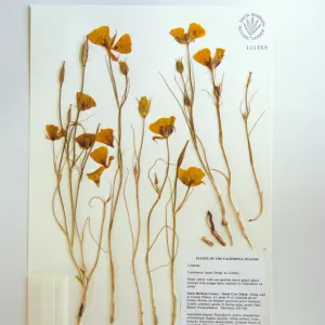 Calochortus, herbarium specimen sheets