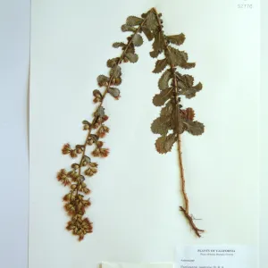 Herbarium specimen sheets