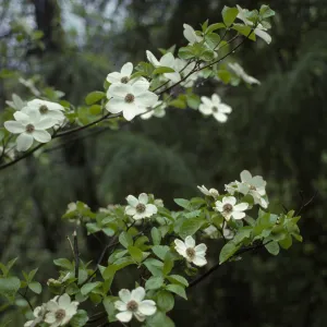 Cornus