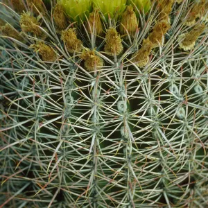 Ferocactus