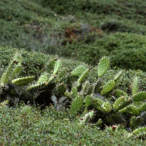 Opuntia