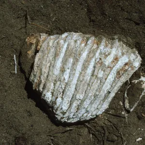 Mammoth Tooth