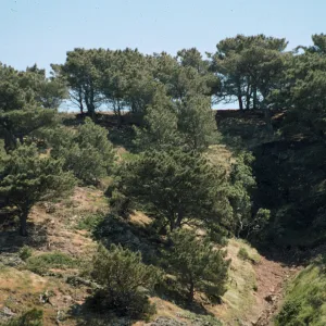 Torrey Pine Grove, Santa Rosa Island