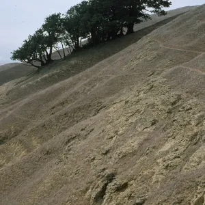 Island Oaks, Soledad, Santa Rosa Island