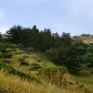 Christy Pines, Santa Cruz Island