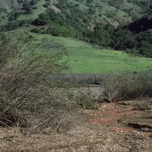 Central Valley, Santa Cruz Island