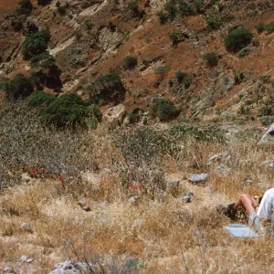 Santa Cruz Island Bush Mallow site