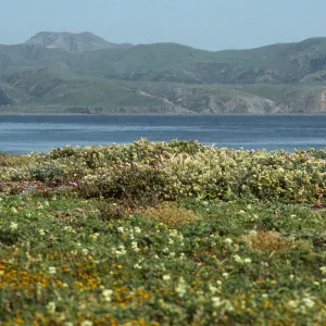 Fraser Point, Santa Cruz Island