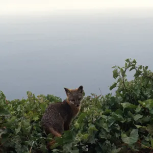 Island Fox, San Clemente Island