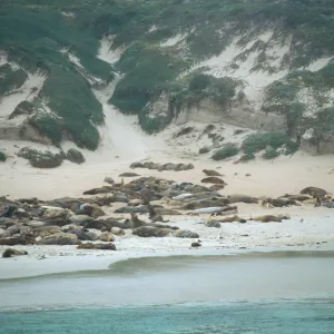 Elephant Seals, San Miguel Island