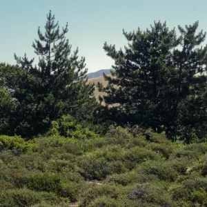 Pinos del Sur, Santa Cruz island