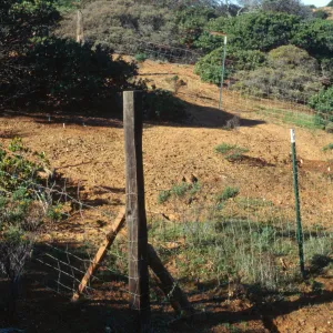 Pig Exclosure, Santa Cruz Island