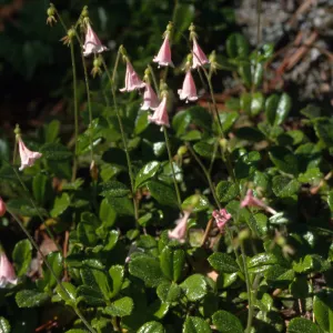 Linnaea borealis var. americana