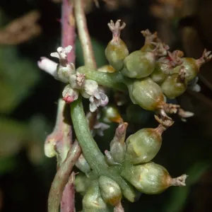 Cuscuta
