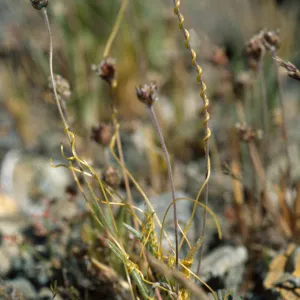 Cuscuta nevadensis on Plantago, Panamint Valley