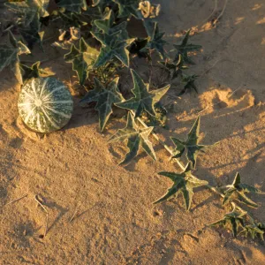 Cucurbita foetidissima