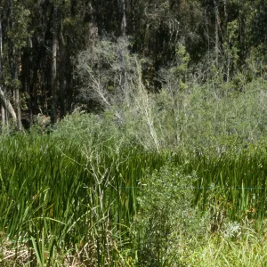 marsh, Black Lake Canyon