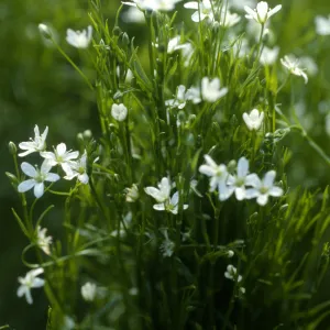 Arenaria paludicola