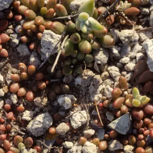 Dudleya blochmaniae ssp. insularis, Santa Rosa Island