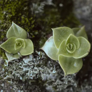 Dudleya candelabrum