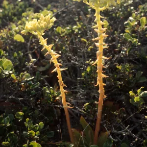 Dudleya candelabrum