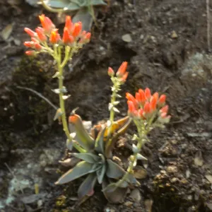 Dudleya cymosa ssp. pumila