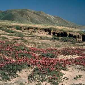 Santa Cruz Island bluff above ocean