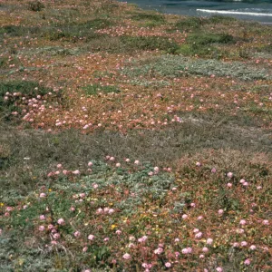 Santa Cruz Island