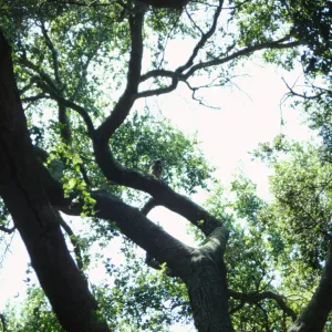 owl in the Garden (Coastal Live Oak)