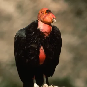 California Condor, Sespe Condor Sanctuary