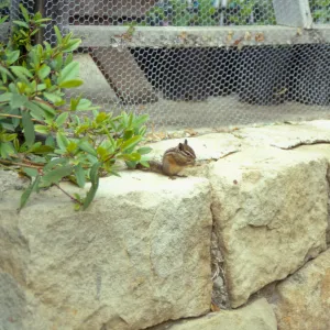 chipmunk on rock wall outside the Garden growers Nursery