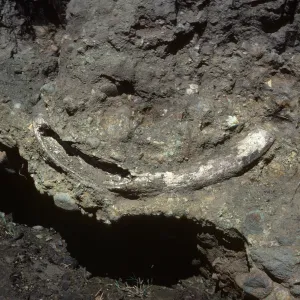 fossil, Mammoth tusk, upstream from Christy ranch, Santa Crus Island